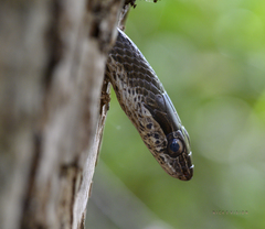 Cubophis caymanus