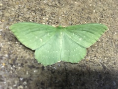 Geometra papilionaria