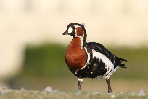 Barnacla cuellirroja (Branta ruficollis)