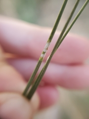 Chionaspis pinifoliae