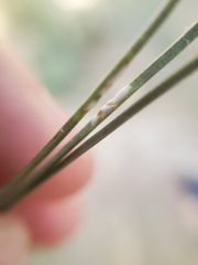 Chionaspis pinifoliae