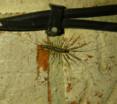 Thereuonema tuberculata