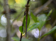 Triacanthagyna septima