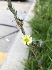 Lactuca saligna
