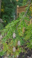Tsuga canadensis