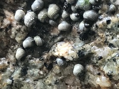 Echinolittorina radiata