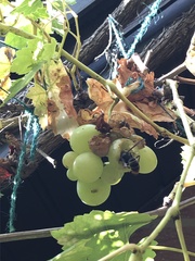 Vespa velutina nigrithorax