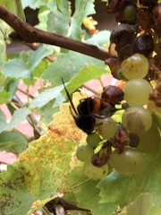 Vespa velutina nigrithorax