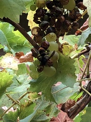 Vespa velutina nigrithorax