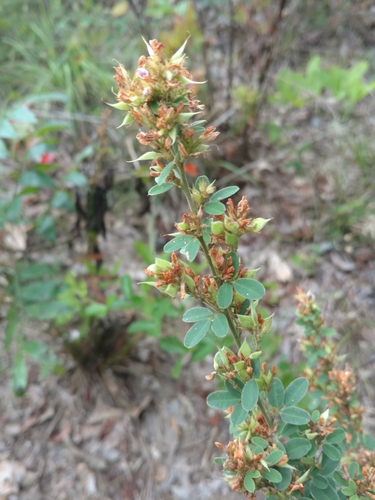 Lespedeza stuevei iNat (2)