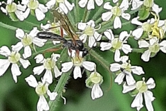 Ichneumonoidea