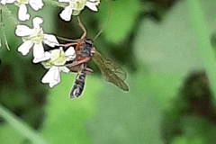 Ichneumonoidea