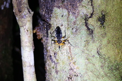 Amulius