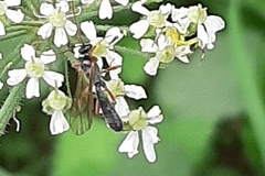 Ichneumonoidea