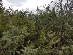 Juniperus deltoides