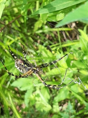 Argiope aurantia image