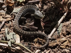 Elgaria coerulea coerulea