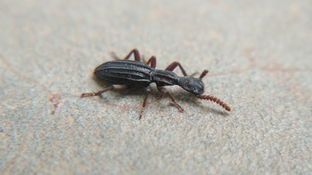 Gebieniella
