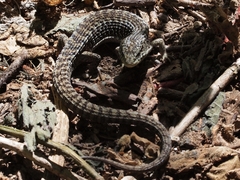 Elgaria coerulea coerulea