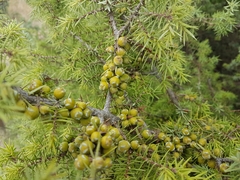 Juniperus deltoides