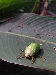 Pelidnota prasina
