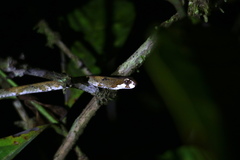 Aplopeltura boa