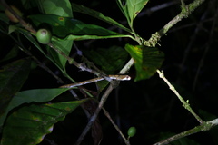 Aplopeltura boa