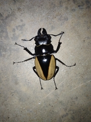 Odontolabis cuvera cuvera