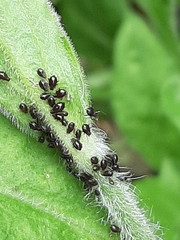 Aphididae