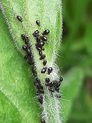 Aphididae