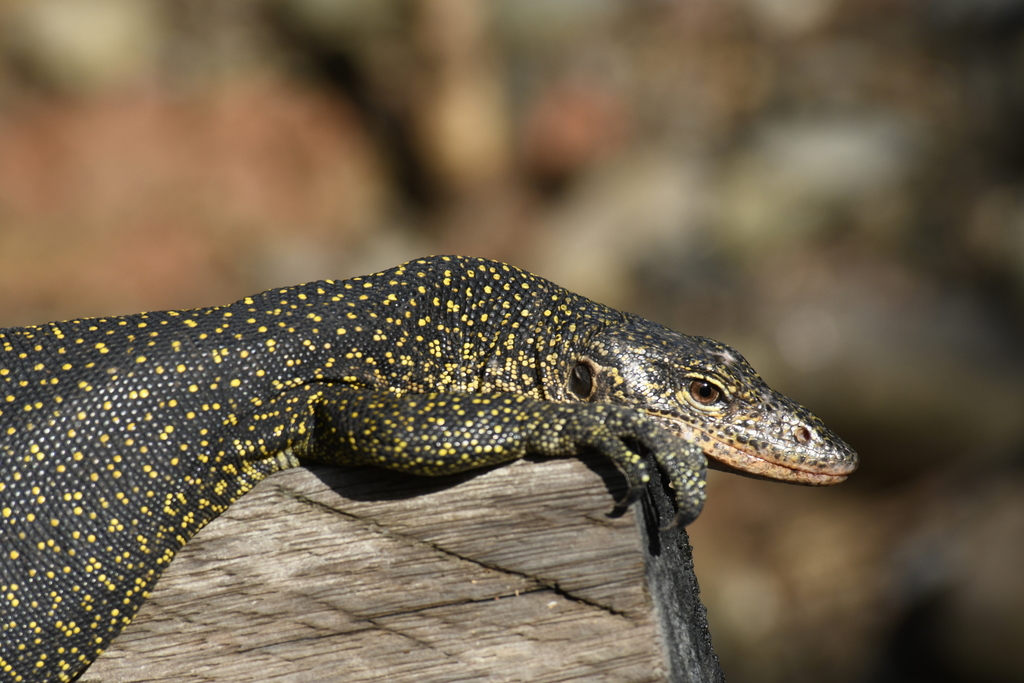 Guenther's Mangrove Monitor