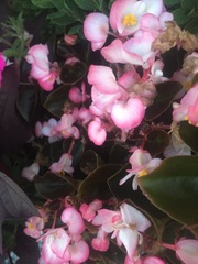 Begonia cucullata