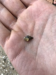 Echinolittorina pascua