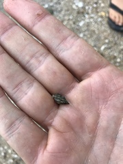 Echinolittorina pascua