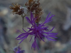 Centaurea paniculata