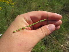 Paspalum laeve