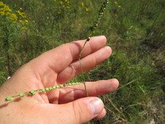 Paspalum laeve
