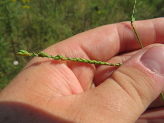 Paspalum laeve
