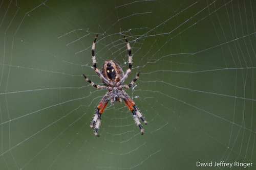 Nordmann's Orbweaver