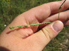 Paspalum laeve