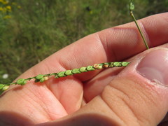 Paspalum laeve