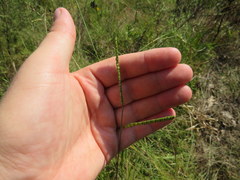 Paspalum laeve