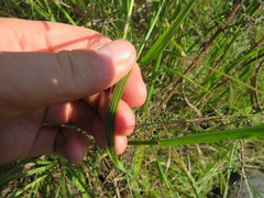 Paspalum laeve