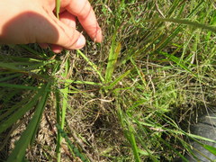 Paspalum laeve