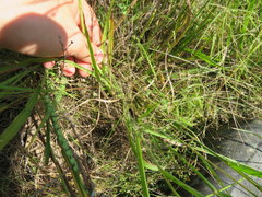 Paspalum laeve