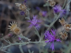 Centaurea paniculata