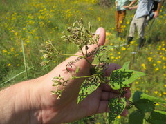Eupatorium godfreyanum