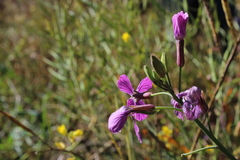 Brassicaceae