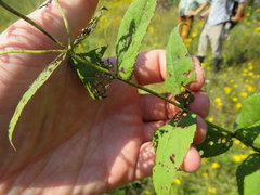Eupatorium godfreyanum