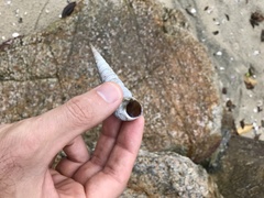 Turritella terebra